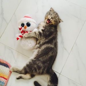 Meet your Posher, Samia